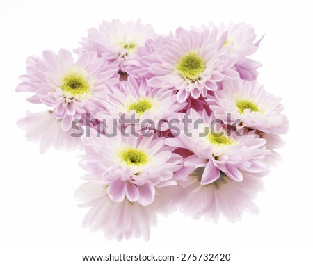 Pink Chrysanthamum with reflection on white