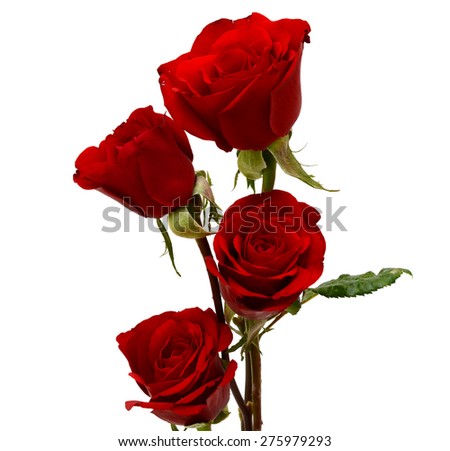 Red roses flower isolated on white background 
