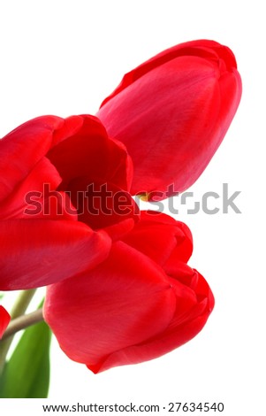 Bouquet of red tulips on a white background