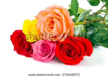 Roses over white background