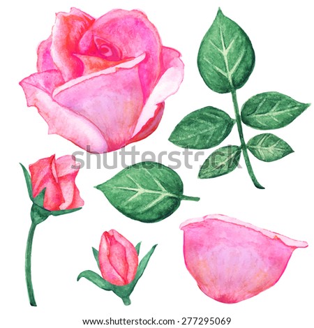 Watercolor pink roses flowers set. Leaves, buds, petal, closeup isolated on white background. Hand painting on paper