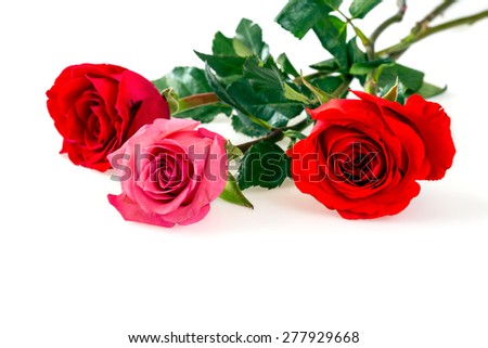 colorful roses over white background