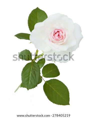 Rose closeup isolated on white background