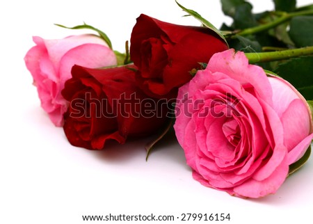 rose flower isolated on white background 