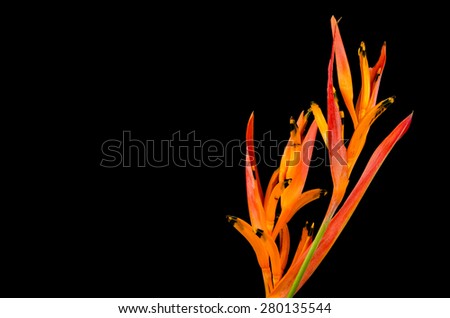 Tropical heliconia flower (Heliconia stricta) on white  background