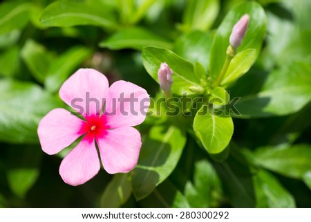 Madagascar Periwinkle flower and buds close up