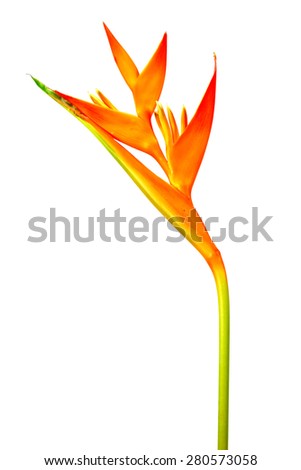 Heliconia Golden Torch flower blooming on white background.