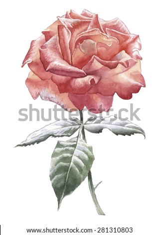 Illustration with red rose. Vector. Watercolor. Hand drawn.