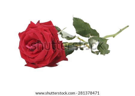 It is Red rose with stem isolated on white.
