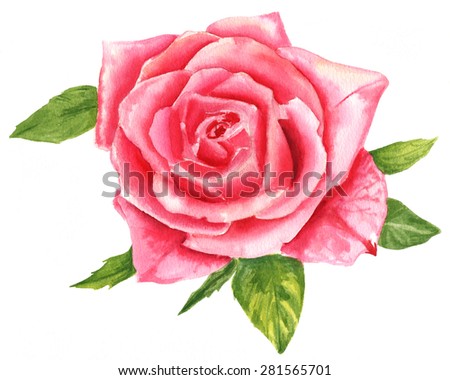 A vintage style watercolour drawing of a pink rose on white background