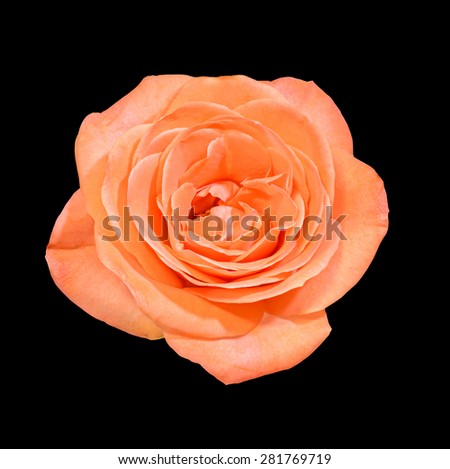 Orange rose flower, close up, isolated, white background