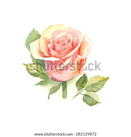 Flowers, multicolored rose with leaves watercolor illustration
