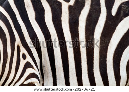 zebra texture black and white.