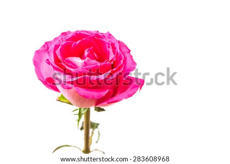 Beautiful Pink Rose isolated on white background