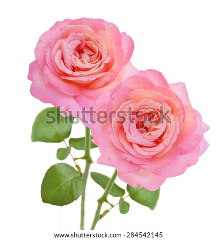 Rose flowers bunch isolated on white background 