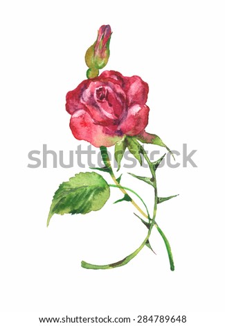 ruby rose watercolor