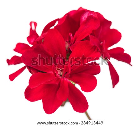 Bright red geranium isolated on the white background