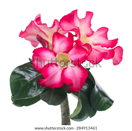 Desert rose or Ping Bignonia isolated on white background