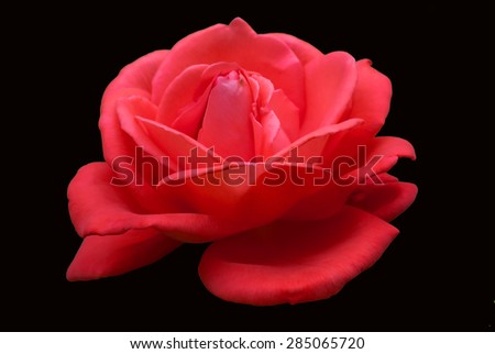 Red roses isolated on a black background