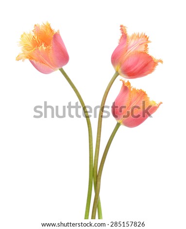 Colored Tulip Flowers Isolated on White Background. Macro. National Flower of The Netherlands, Turkey and Hungary