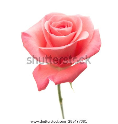gentle pink rose isolated on white background