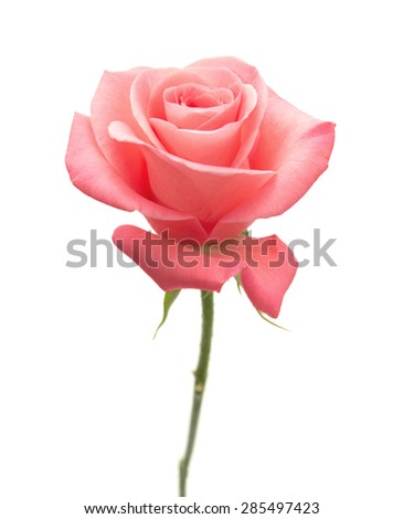 gentle pink rose isolated on white background