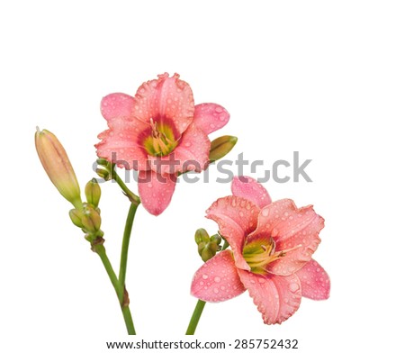 Salmon-colored Daylily in the drops of dew on a white background isolated. Selective focus