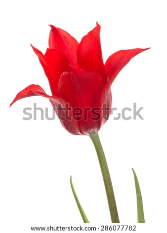 beautiful bright red tulip flower, liliales varieties, on a thin stalk isolated on a white background vertical