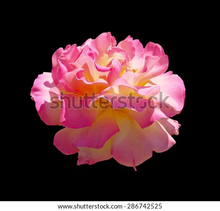 Pink rose isolated on black background