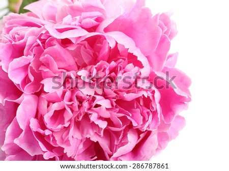 Pink peony flower petals close up background