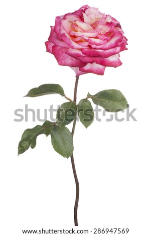Studio Shot of Pink Colored Rose Flower Isolated on White Background. Large Depth of Field (DOF). Macro.