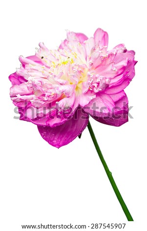 Beautiful pink lotus isolated on white
