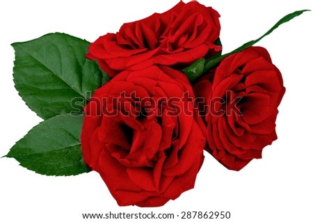 Rose, Red, Bouquet.