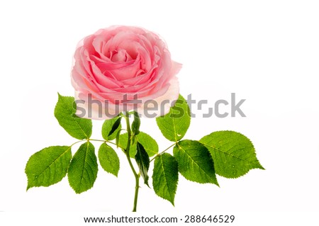 Pink rose closeup isolated on white background