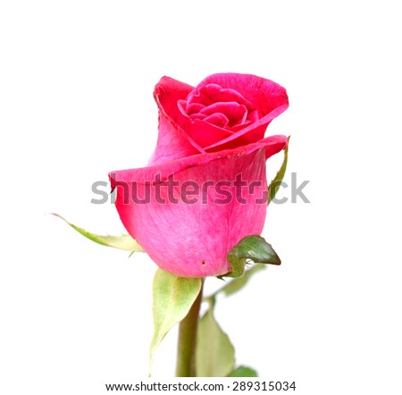 A single red Rose isolated on white background