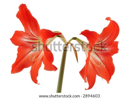 Red Amaryllis flower isolated on white background. Specific flower.