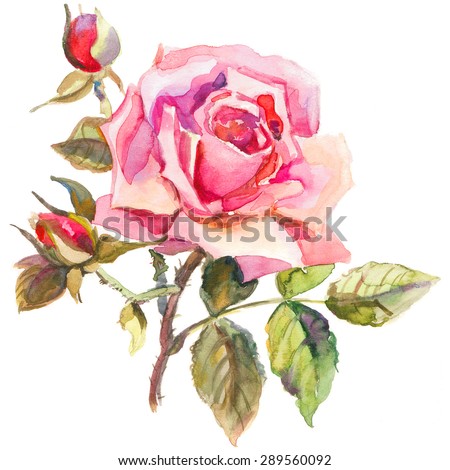 Watercolor rose. Elegant drawing of flower in watercolor style. Used for design of wedding invitation, posters and cards, packaging.