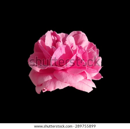 Pink rose isolated on black background
