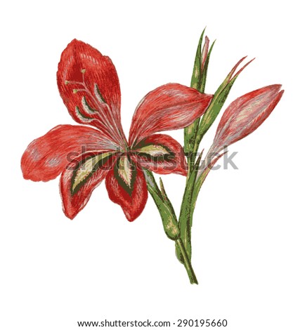 color image of a wild lily