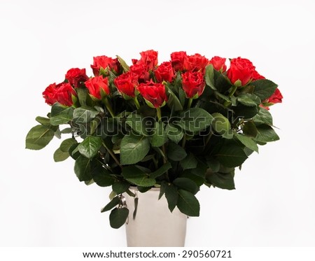 Bouquet of roses in white background, croped version, Big bouquet of red roses, anniversary bouquet, many red flowers isolated in white background, 40, 45 roses, million roses, anniversary bouquet