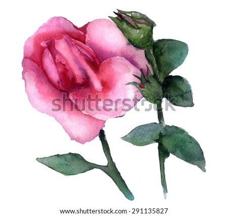 watercolor sketch: a pink rose bud on white background