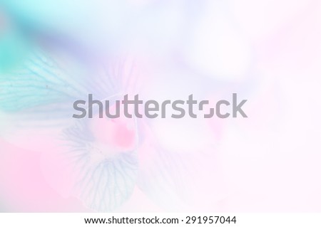 Blue and pink orchid in soft and blue style for background