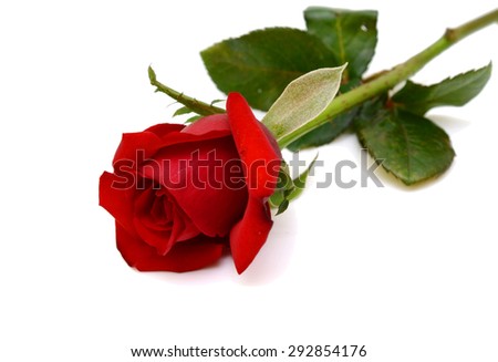 A red rose bloom by gift