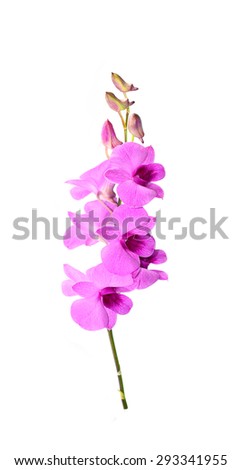 Pink orchid on white blackbackground