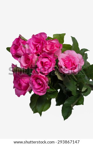Pink roses.Isolated on the white background.