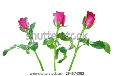 Three roses isolated on white backgeound.