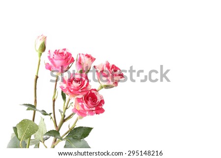 Rose varieties masquerade mother's day flowers in spring tender love isolated white background