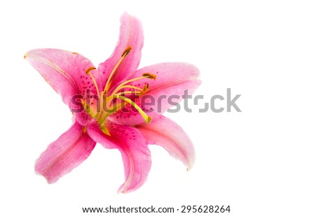 pink lily flower on a white background
