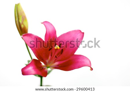 Red lily over white