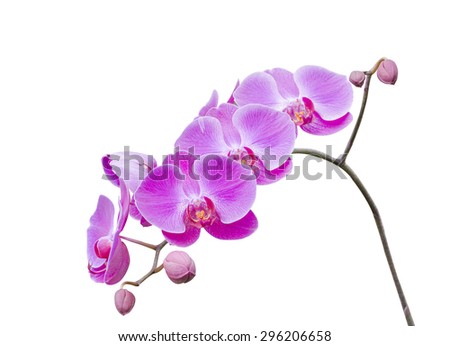 Pink phalanopsis  orchid branches with bud,  isolated  on white
